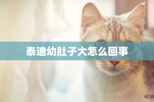 泰迪幼肚子大怎么回事