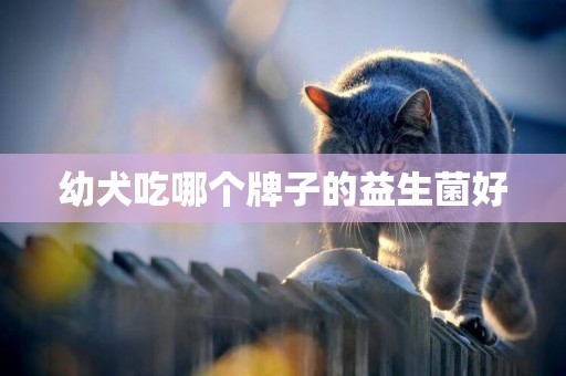 幼犬吃哪個牌子的益生菌好