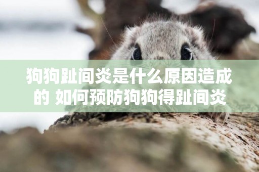 狗狗趾間炎是什么原因造成的 如何預防狗狗得趾間炎 狗狗趾間炎是什么原因造成的 如何預防狗狗得趾間炎
