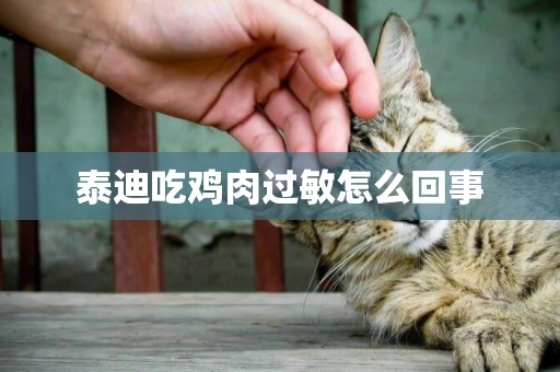 泰迪吃雞肉過敏怎么回事