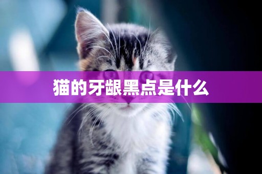 貓的牙齦黑點是什么