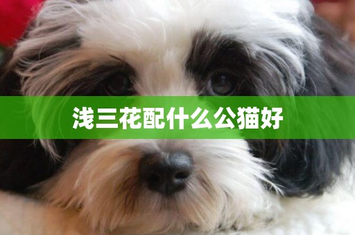 淺三花配什么公貓好