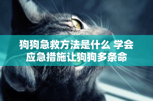 狗狗急救方法是什么 學會應急措施讓狗狗多條命