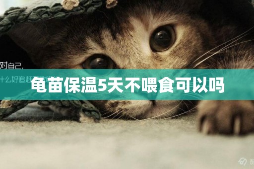 龜苗保溫5天不喂食可以嗎