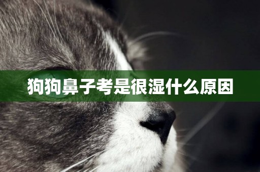狗狗鼻子考是很濕什么原因