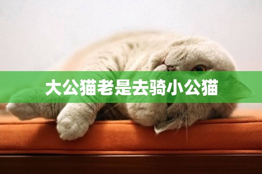 大公貓老是去騎小公貓