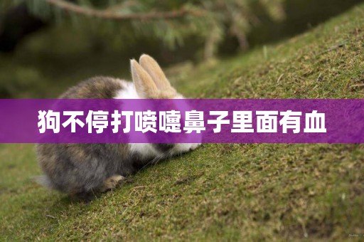 狗不停打噴嚏鼻子里面有血