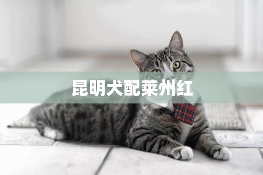 昆明犬配萊州紅