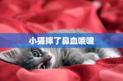 小貓摔了鼻血噴嚏