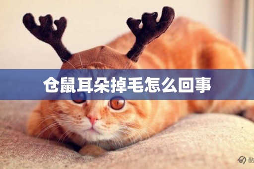 倉鼠耳朵掉毛怎么回事