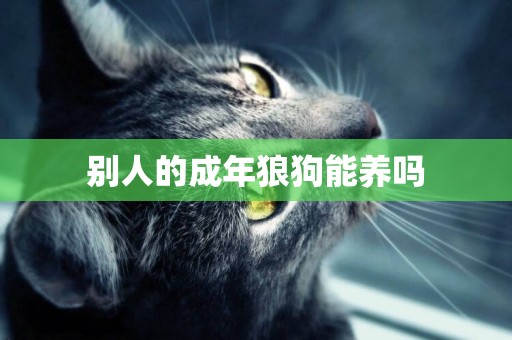 別人的成年狼狗能養嗎