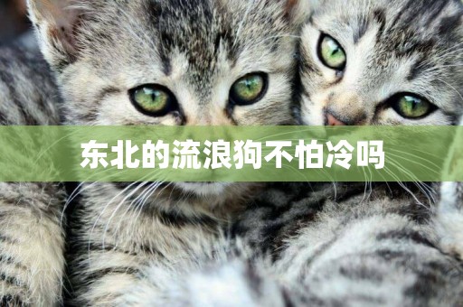 東北的流浪狗不怕冷嗎