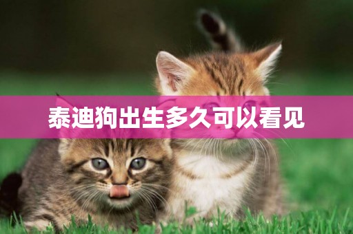 泰迪狗出生多久可以看見