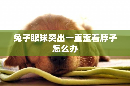兔子眼球突出一直歪著脖子怎么辦