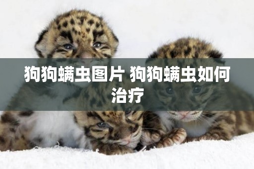 狗狗螨蟲圖片 狗狗螨蟲如何治療