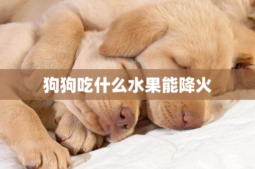 狗狗吃什么水果能降火