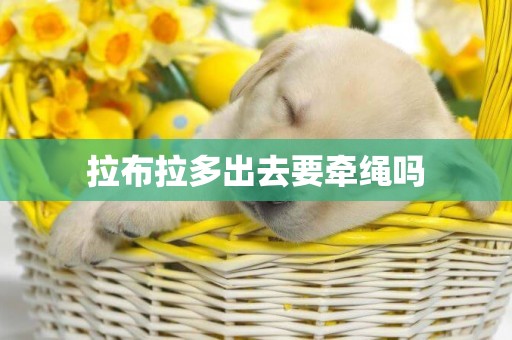 拉布拉多出去要牽繩嗎