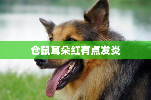 倉鼠耳朵紅有點發炎