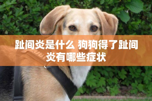 趾間炎是什么 狗狗得了趾間炎有哪些癥狀