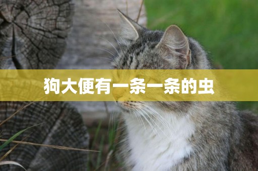 狗大便有一條一條的蟲