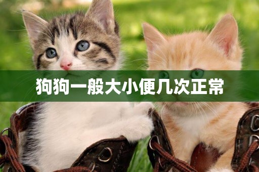 狗狗一般大小便幾次正常