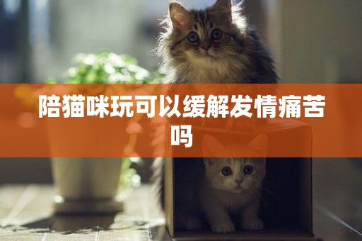 陪貓咪玩可以緩解發情痛苦嗎
