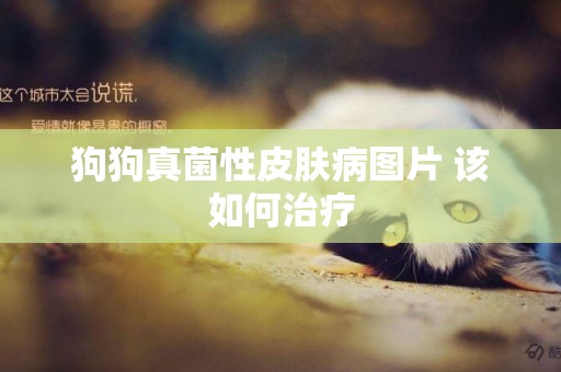 狗狗真菌性皮膚病圖片 該如何治療