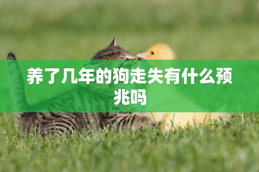養了幾年的狗走失有什么預兆嗎