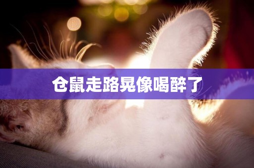 倉鼠走路晃像喝醉了
