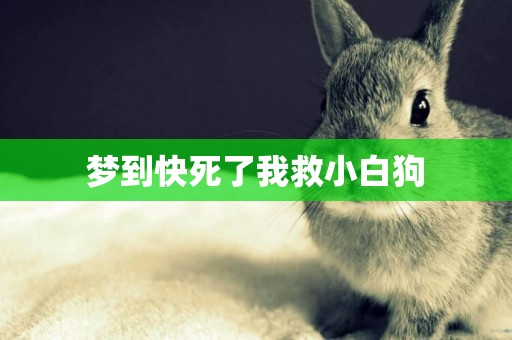 夢到快死了我救小白狗