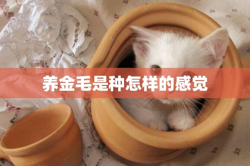 養金毛是種怎樣的感覺