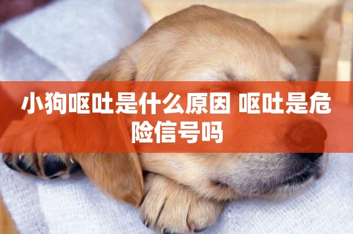 小狗嘔吐是什么原因 嘔吐是危險信號嗎