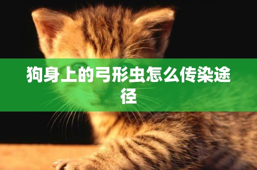 狗身上的弓形蟲怎么傳染途徑