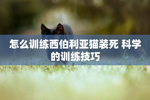 怎么訓練西伯利亞貓裝死 科學的訓練技巧