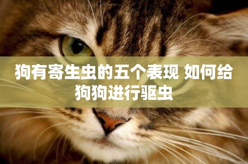 狗有寄生蟲的五個表現 如何給狗狗進行驅蟲