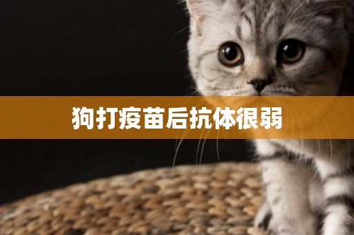 狗打疫苗后抗體很弱