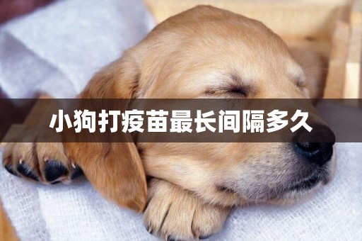 小狗打疫苗最長間隔多久