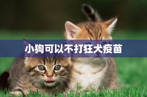 小狗可以不打狂犬疫苗