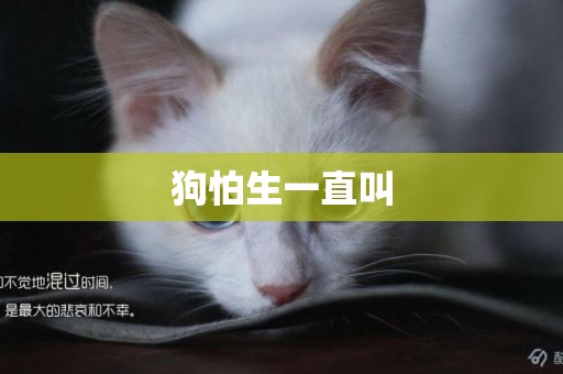 狗怕生一直叫