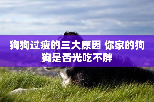 狗狗過瘦的三大原因 你家的狗狗是否光吃不胖