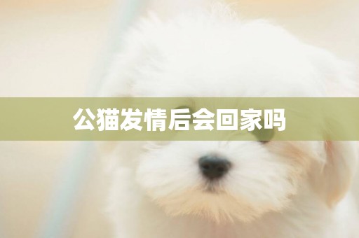 公貓發情后會回家嗎