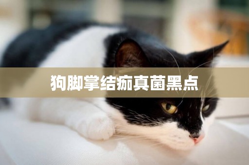 狗腳掌結痂真菌黑點