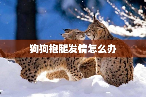 狗狗抱腿發情怎么辦