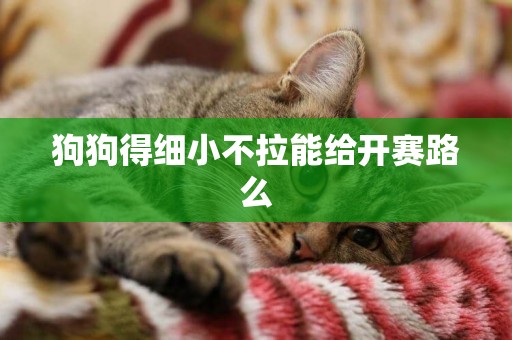 狗狗得細小不拉能給開賽路么