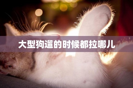 大型狗遛的時候都拉哪兒