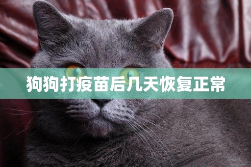 狗狗打疫苗后幾天恢復正常