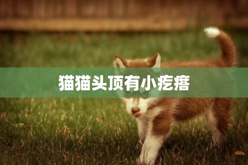 貓貓頭頂有小疙瘩