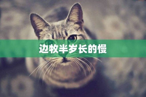 邊牧半歲長的慢