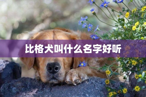 比格犬叫什么名字好聽