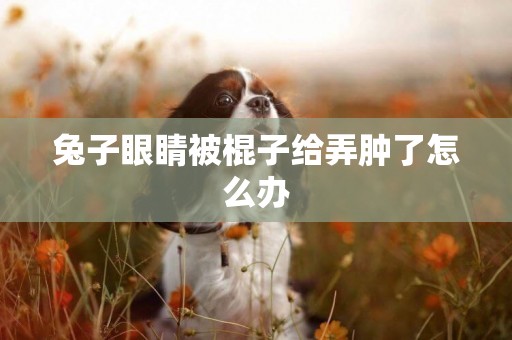兔子眼睛被棍子給弄腫了怎么辦